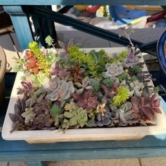 値下げしました　多肉植物① 生活雑貨 家庭用品 ガーデニング