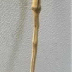 杖   、ステッキの画像