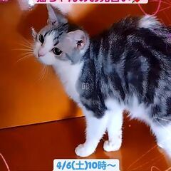 4/6(土)譲渡会♪9月生足長マンチカン♀ブルータビー (⋈◍＞...