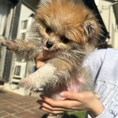 【飼い主様決まりました】ポメラニアンの男の子🧸 - 犬