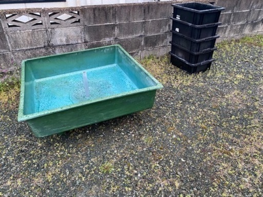 らんちゅう　めだか　　FRP水槽2個　その他色々