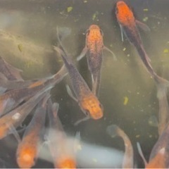 メダカ 竜章鳳姿 1ペア       