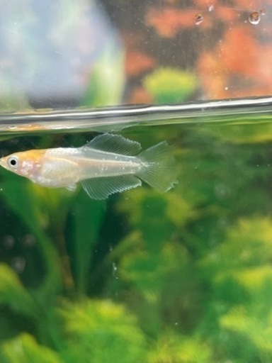 現物出品個体　ハイビスカス?トリオ　若魚なりたて　　
