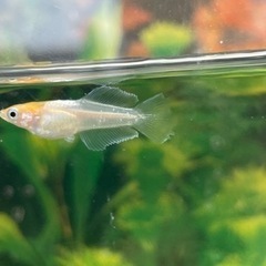 現物出品個体ハイビスカス?トリオ若魚なりたて (ka2MADAKA) てだこ 