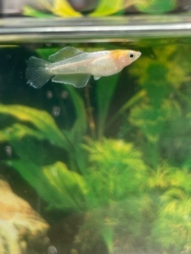 現物出品個体　ハイビスカス?トリオ　若魚なりたて　　