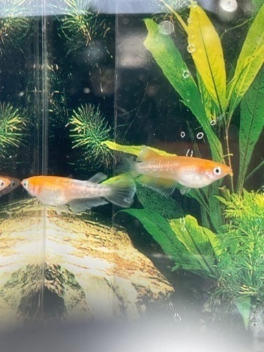 現物出品　カーネーション　1ペア