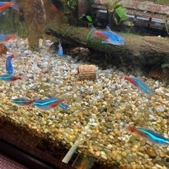 決まりました！熱帯魚と金魚