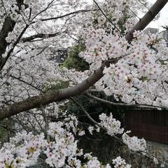 ３月30日（土）12時から、梅田でカラオケしませんか?（50歳〜）