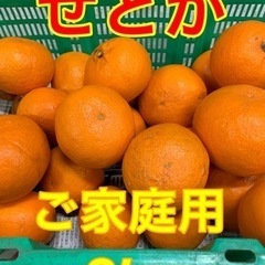 【在庫切れ】☆★☆和歌山県産せとか3kg☆★☆