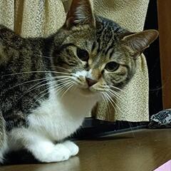 保護猫ちゃんです