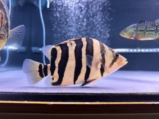 ダトニオプラスワン　腹巻パーフェクトバンド