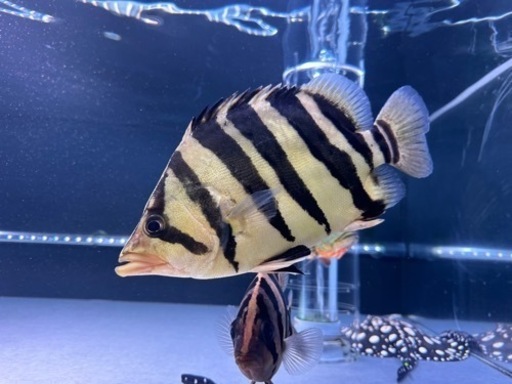 ダトニオプラスワン　ハイボディパーフェクトバンド