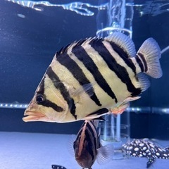 ダトニオプラスワン ハイボディパーフェクトバンド