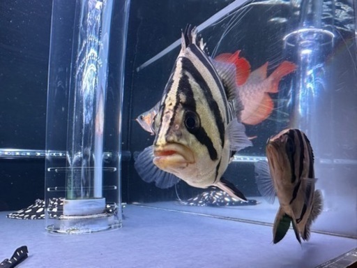 ダトニオプラスワン　ハイボディパーフェクトバンド