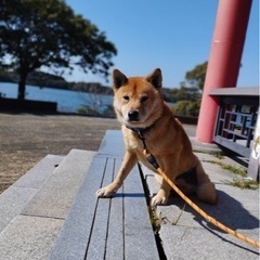 罠にかかった子を幸せに