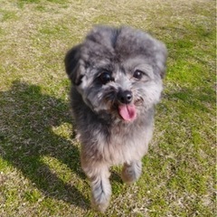 個性的なミロちゃん