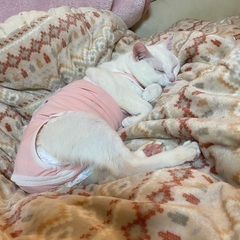 甘えん坊のミルキーちゃん