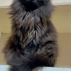 黒ロングヘアーの男の子