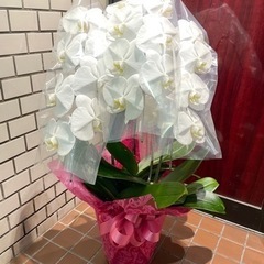 胡蝶蘭　豪華３本立て　大型90センチ　　　　