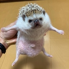 ハリネズミ　2才　里親募集