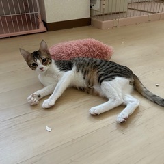 [里親様決定]沖縄から飛んで来たサクラくん推定6ヶ月位人馴れ抜群