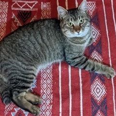 飼い主さんお迎えに来てください。（迷い猫）