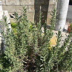 デンタータ　ラベンダーの画像