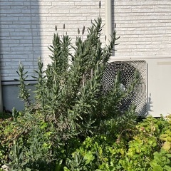 デンタータ　ラベンダーの画像