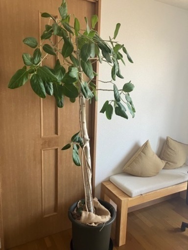 観葉植物　180cm