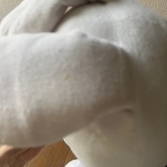 ぶたうさぎ　　美男ですねの画像