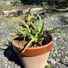  アロエ  いしゃいらず植物  鉢つき3