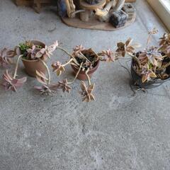 食べれる多肉植物