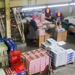 青果物の袋詰めスタッフの画像