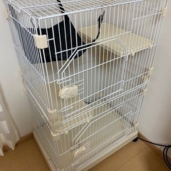 猫　ケージ