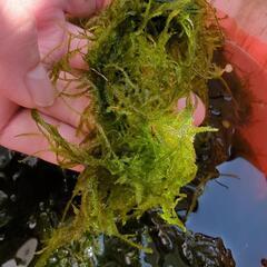大量　無農薬☆水草☆ウィローモス  200gの画像