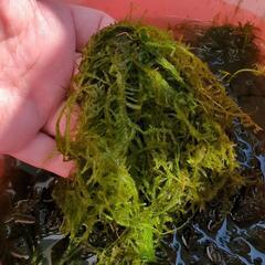 大量　無農薬☆水草☆ウィローモス  200gの画像