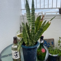 虎の尾　サンスベリア