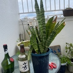 虎の尾　サンスベリアの画像