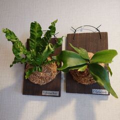 着生シダ植物 板付け2点セット(ビカクシダ＆アスプレニウム)
