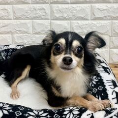 チワワの里親さん募集