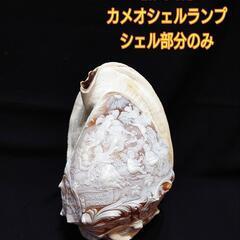 作家物 カメオ シェルランプ 貝 芸術品 照明 アンティーク インテリア 西洋