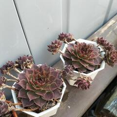 多肉植物‼センペルビウム‼の画像