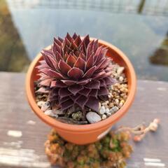 多肉植物‼センペルビウム‼