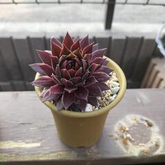 多肉植物‼センペルビウム‼の画像