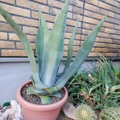 アガベアメリカーナ　ドライガーデン