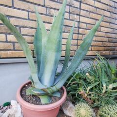 アガベアメリカーナ　ドライガーデンの画像