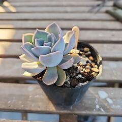 (お話し中)多肉植物　ガロット