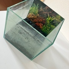 水槽20センチCUBE