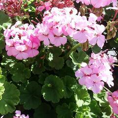 生活雑貨 家庭用品 ガーデニング