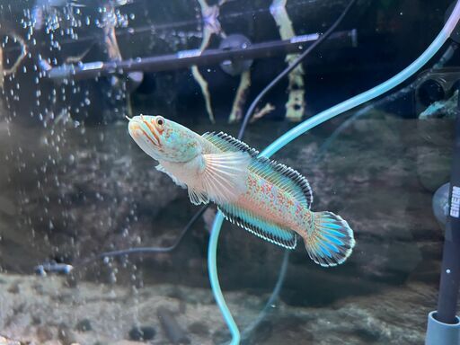 チャンナ・アリストネイ×１（約12cm）ワイルド個体（インド）